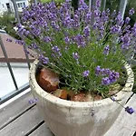 Apartman Dachstudio Im Geteviertel - Citynah