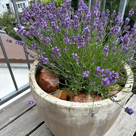 Apartment Dachstudio Im Geteviertel - Citynah